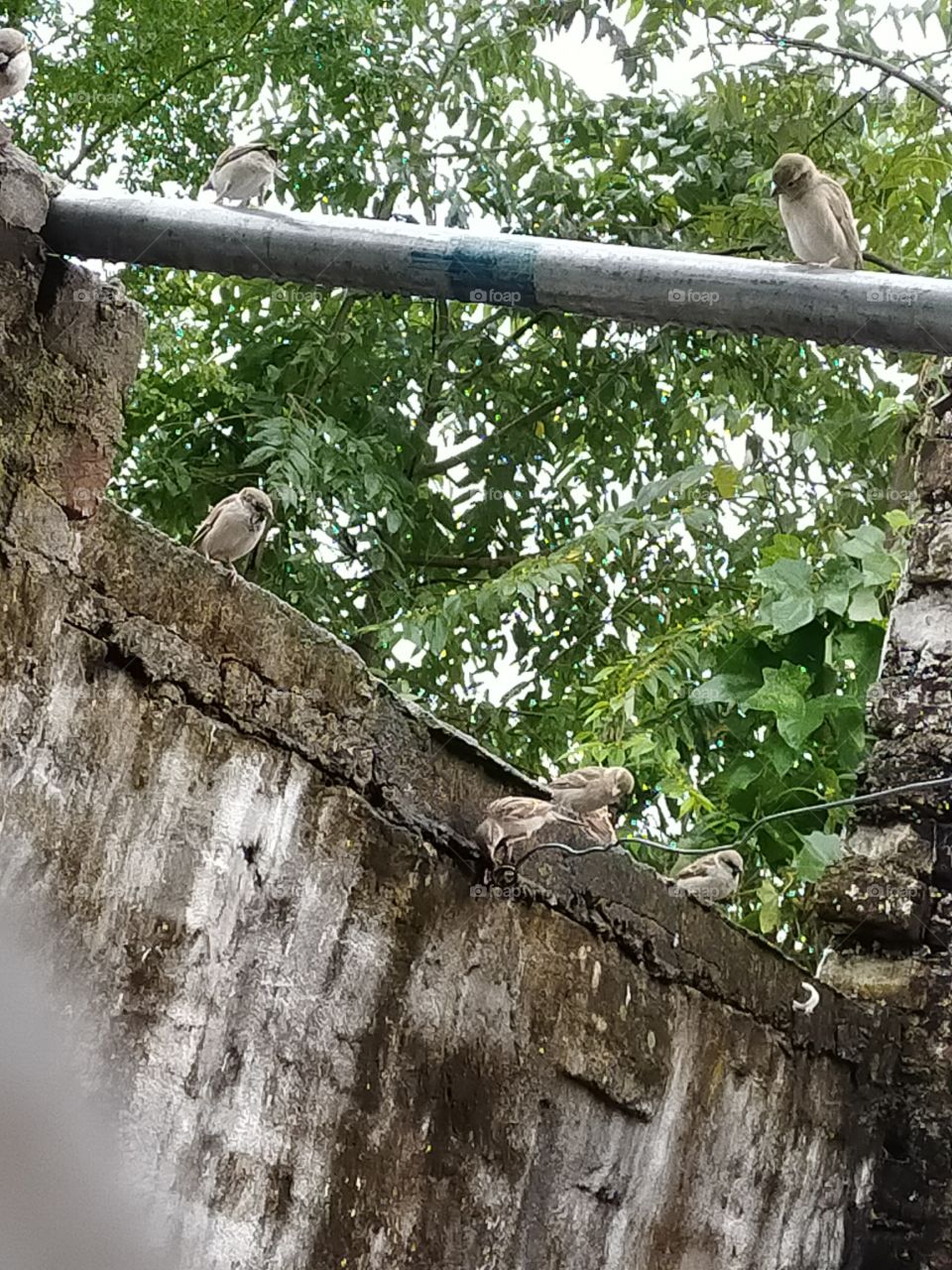 Beautiful morning of sparrow