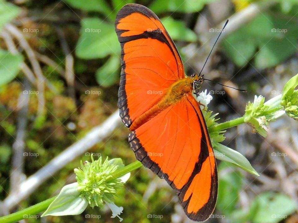 butterfly orange ( borboleta laranja)