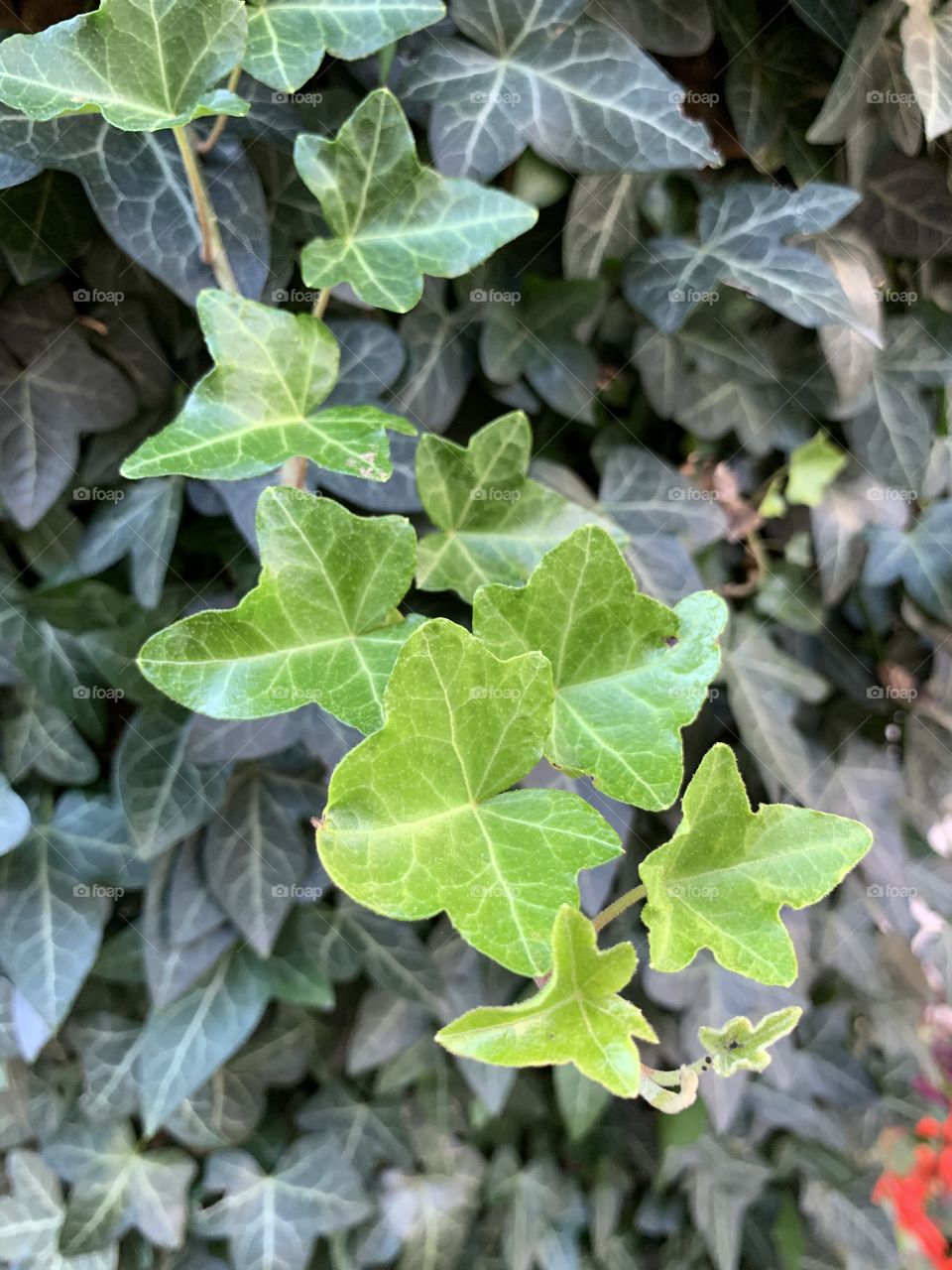 English ivy is the most common climber of European forests. It is a perennial woody vine with evergreen, dark, shiny lobed leaves. 