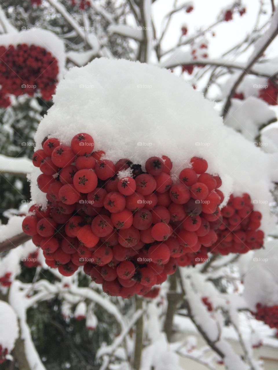 Red berries frozen in the snow 