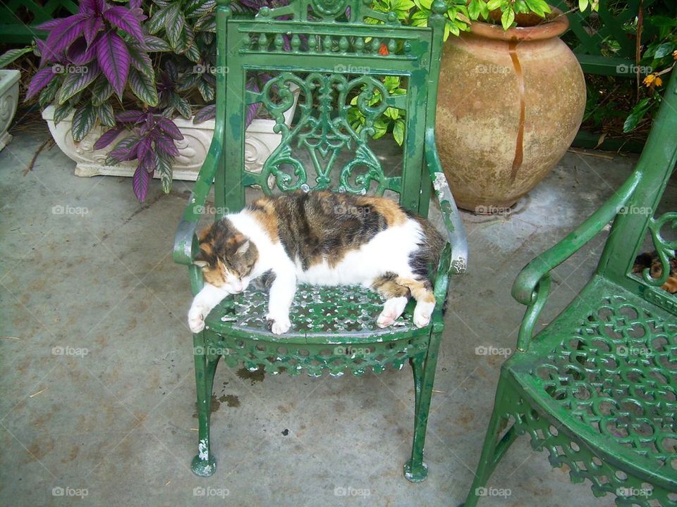 Calico cat sleeping 