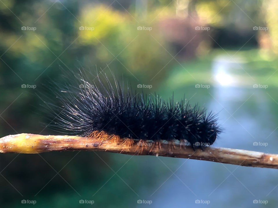 hairy caterpillar 