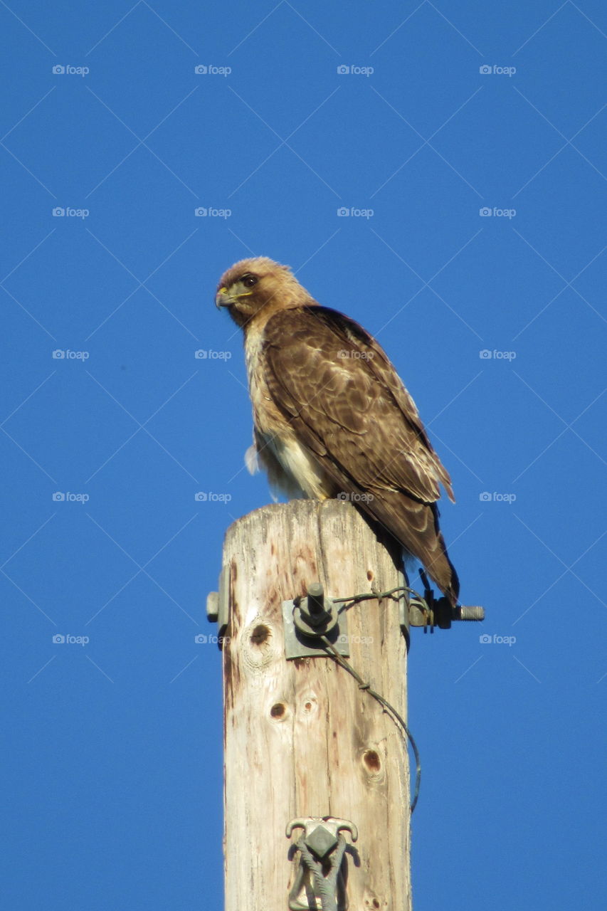 Hawk