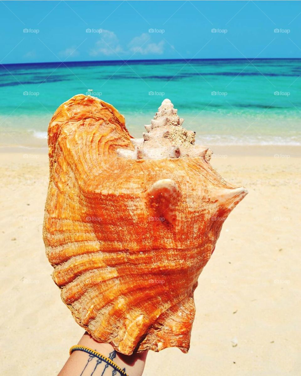 Like seashells, we are beautiful and unique, each with a different story to tell!