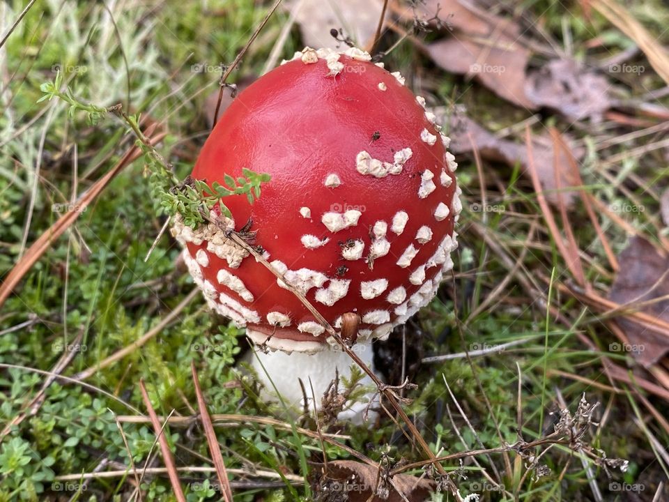 A toadstool in a park 