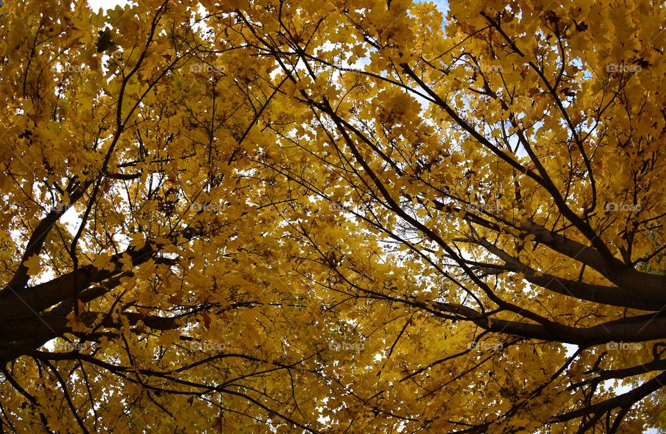 Yellow leaves on two trees