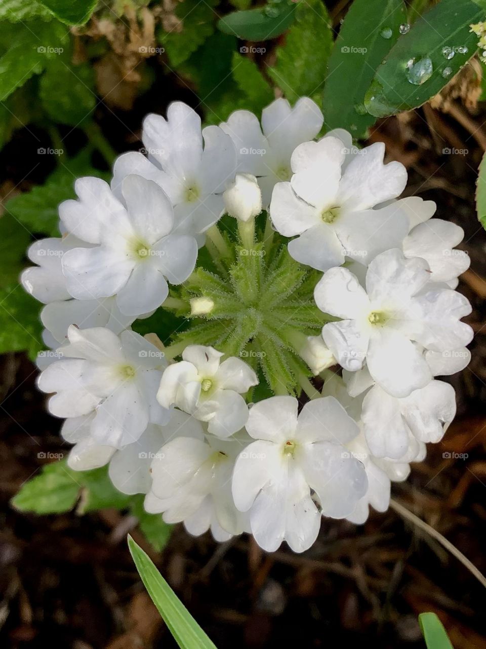 Closeup of a cluster of white flowers in the morning Texas sun ☀️