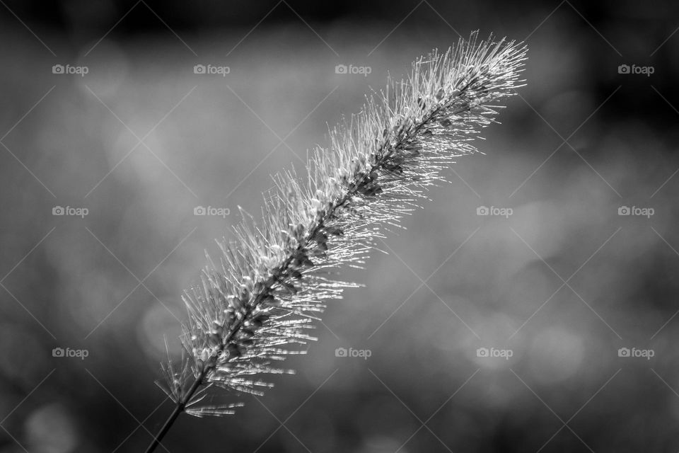 Wheat in black and white