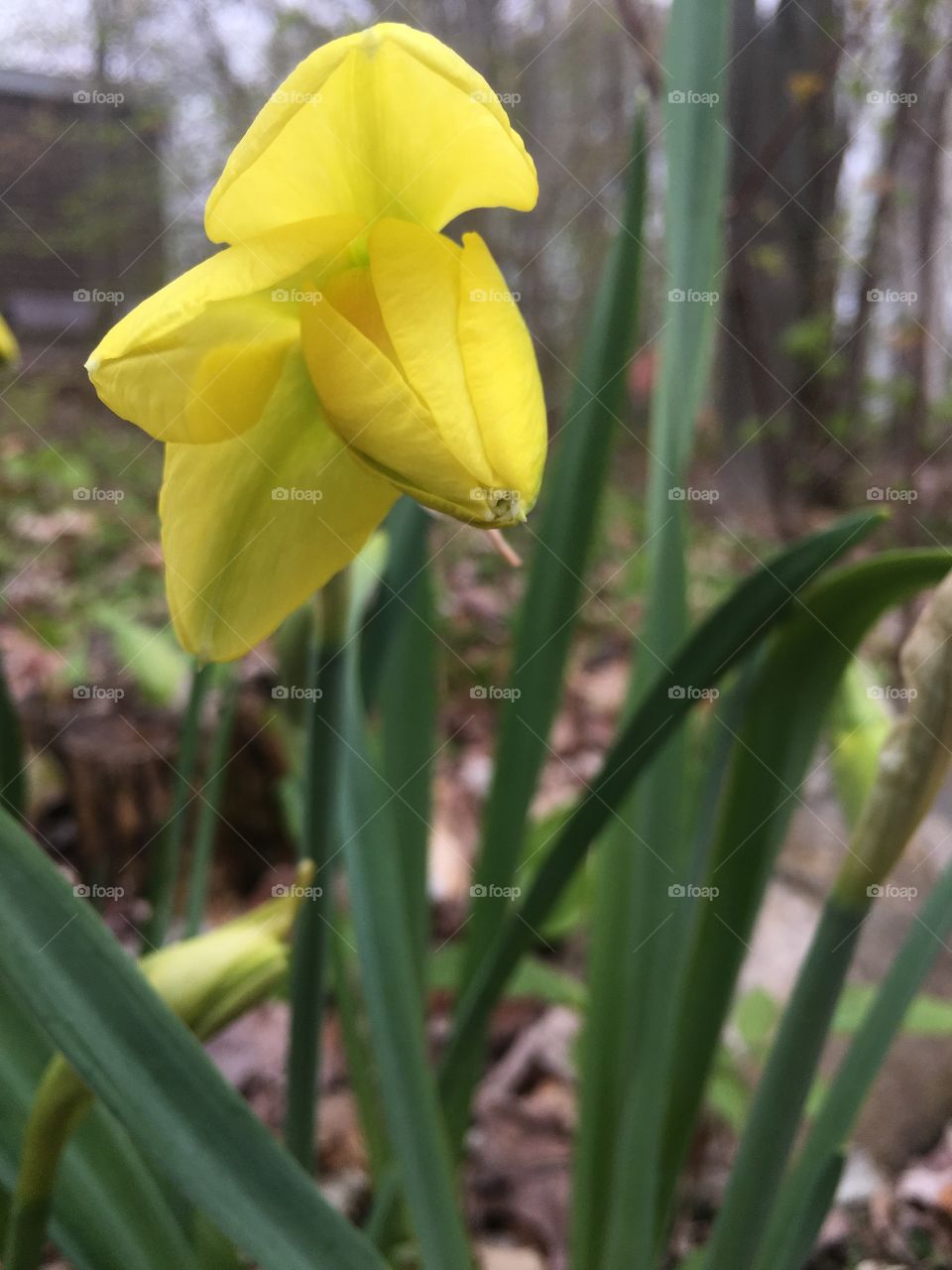 Daffodil