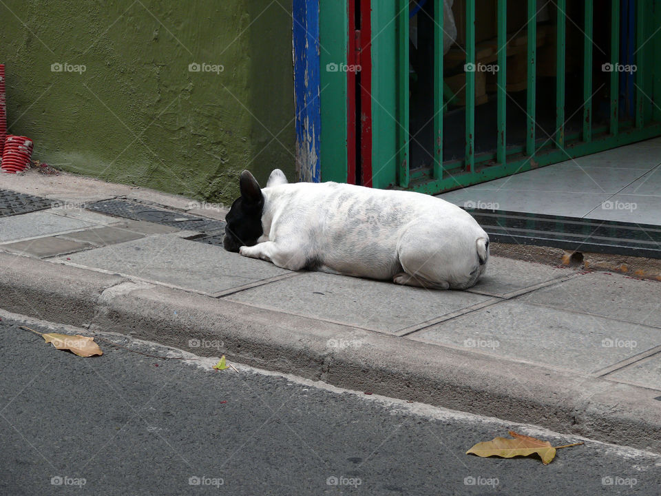 Dog lying on street in Gáldar, Las Palmas, Spain.