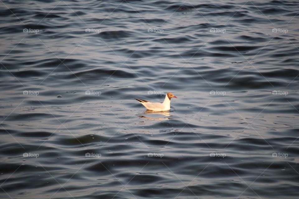 A bird in water