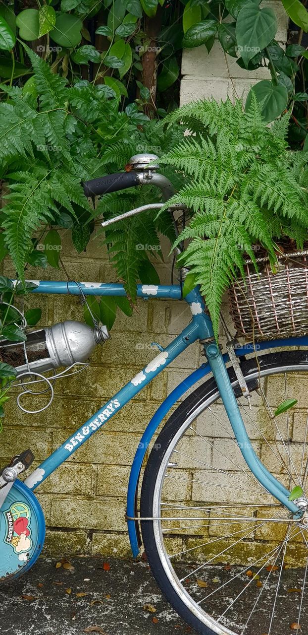 beautiful single blue bicycle along with plants