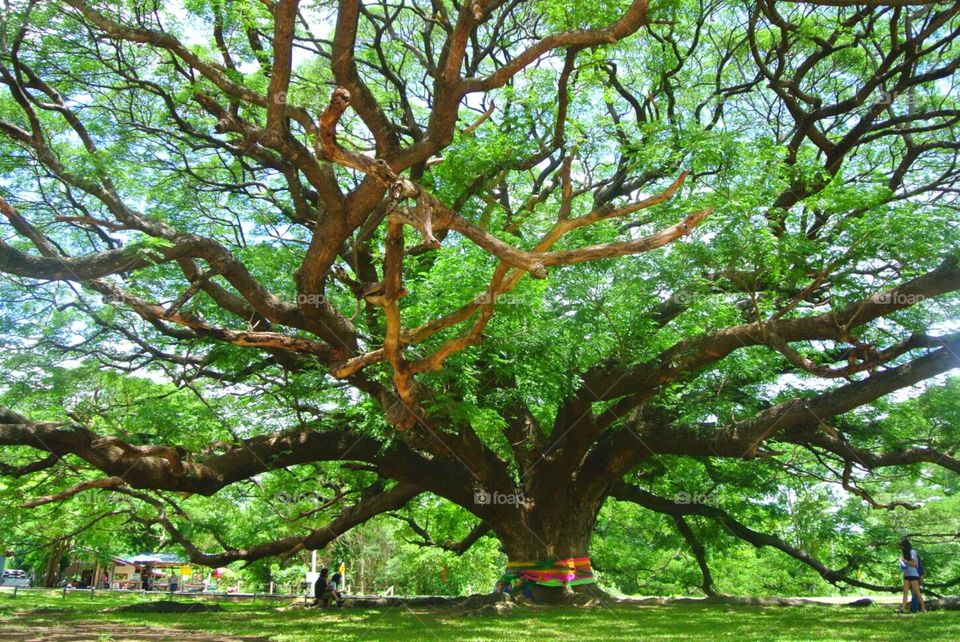 Giant Rain Tree