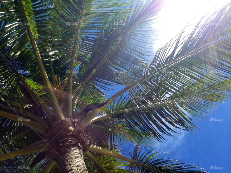 Palm in Fiji