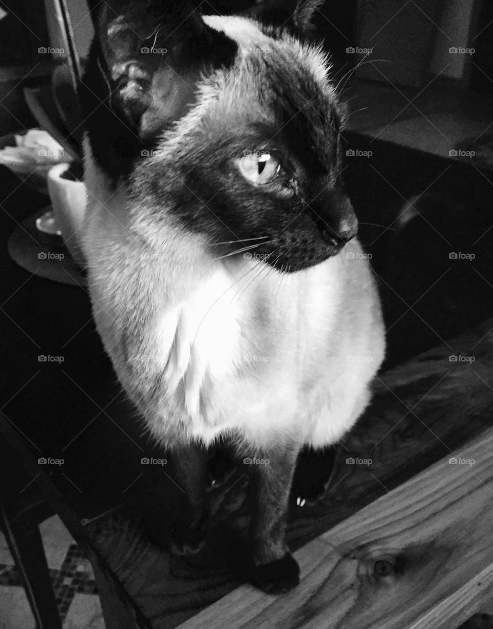 Siamese cat, black and white 
