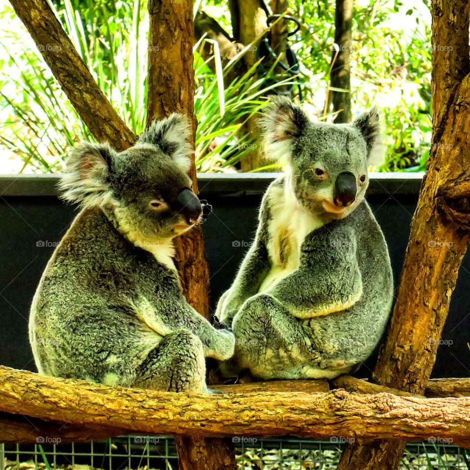 Koala couple