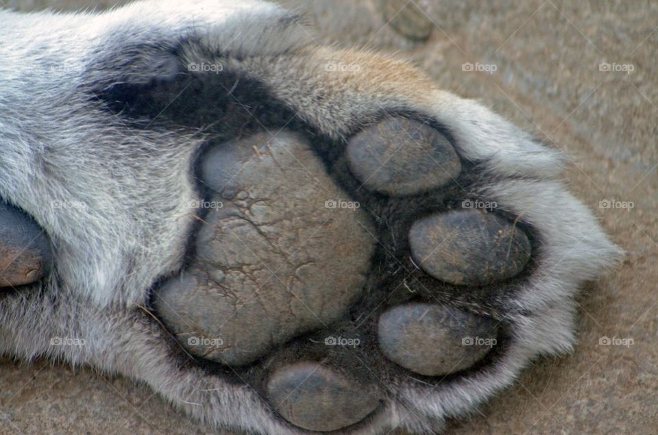 Tiger Paw