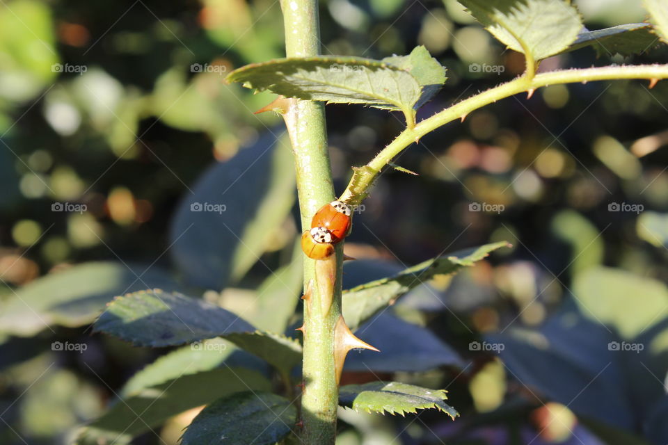 ladybugs