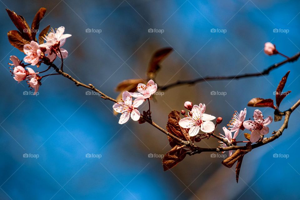 pink spring flowers