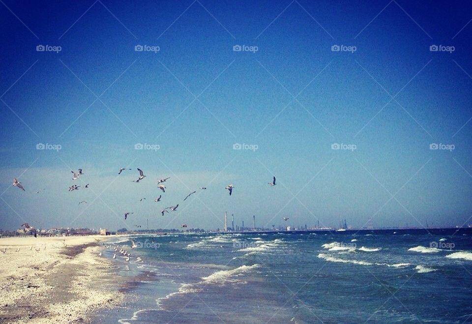 birds sand sea freedom by andaapanda