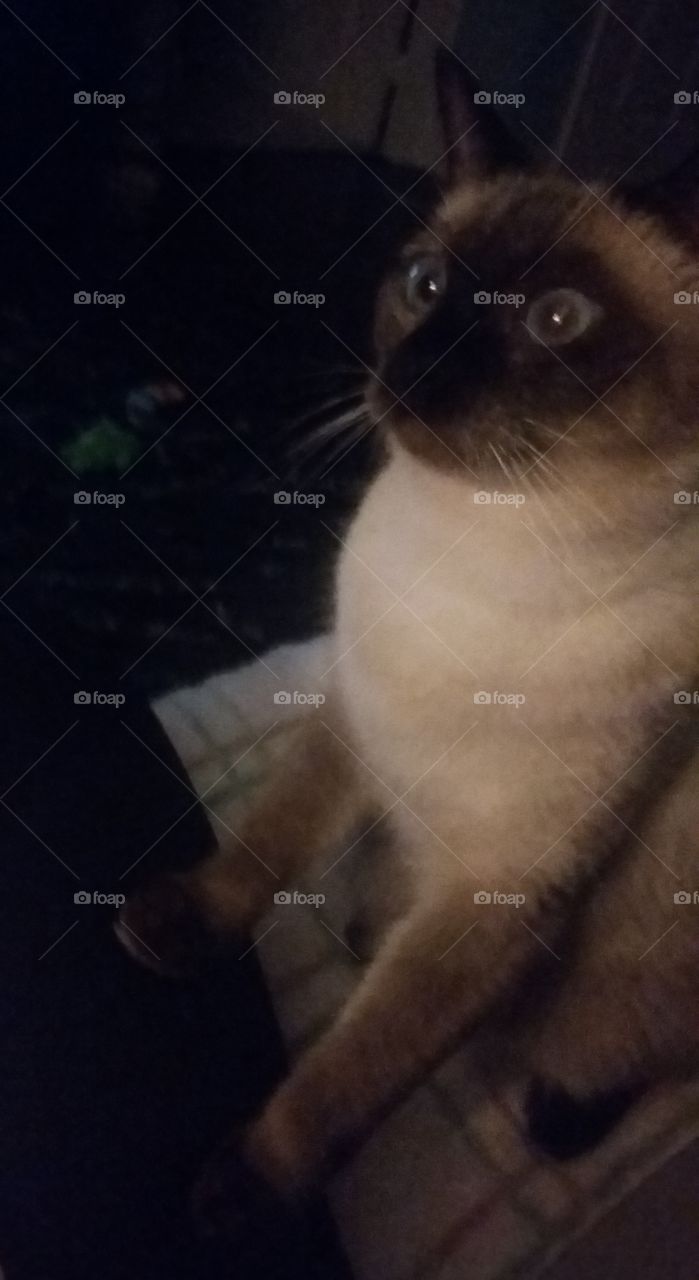 Captivated Cat