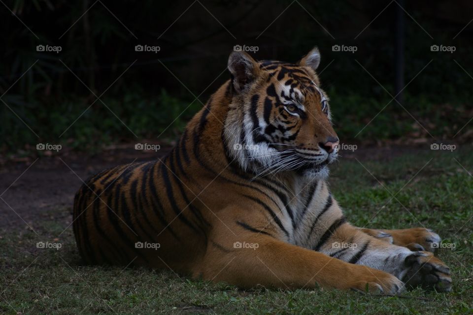 Bengal Tiger