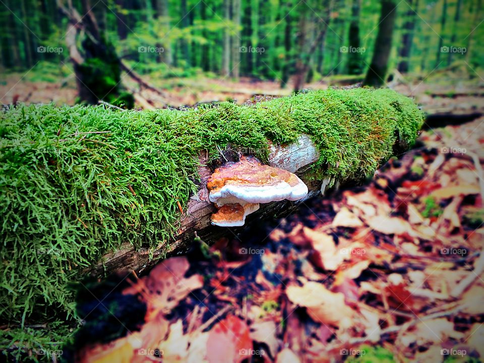 tinder fungus. mushroom sitting on a stem