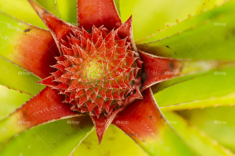 Pineapple Inflorescence Top View
