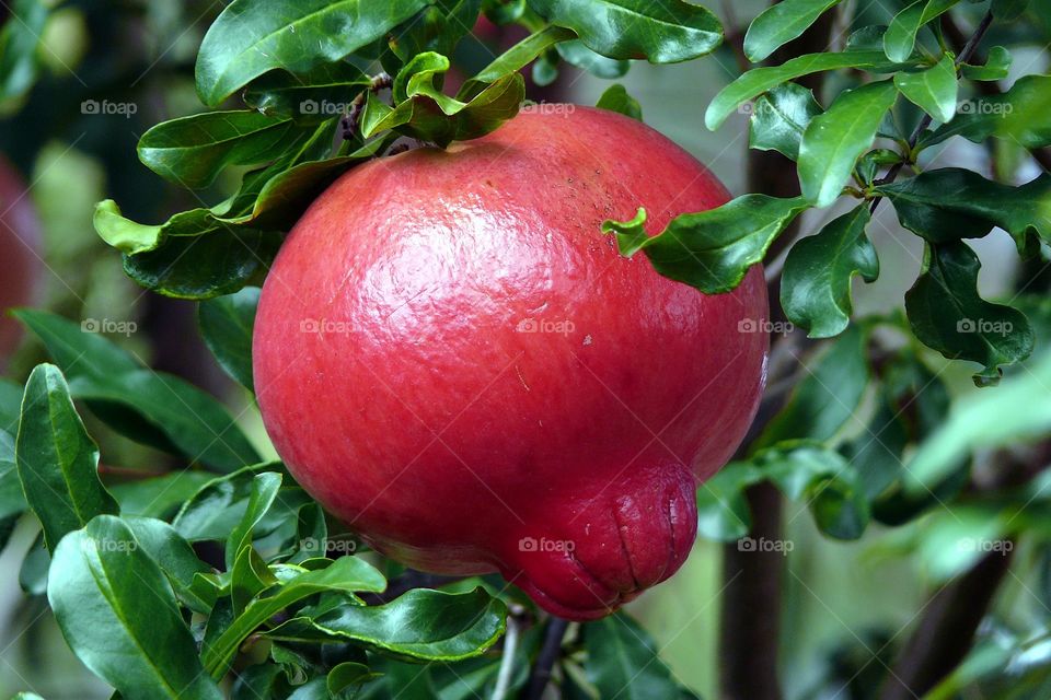 Pomegranate on tree.