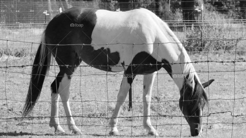 black and white Majestic Beauty