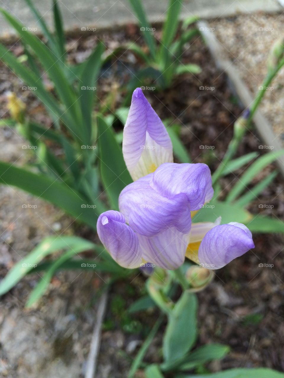 Iris 