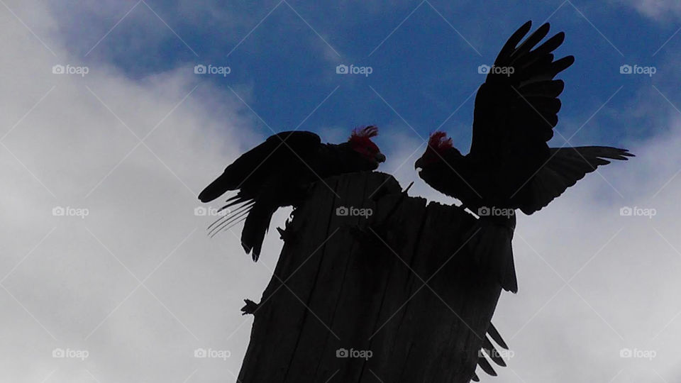 Silhouette of gang-gang cockatoos fighting on top of a tree in Australia.