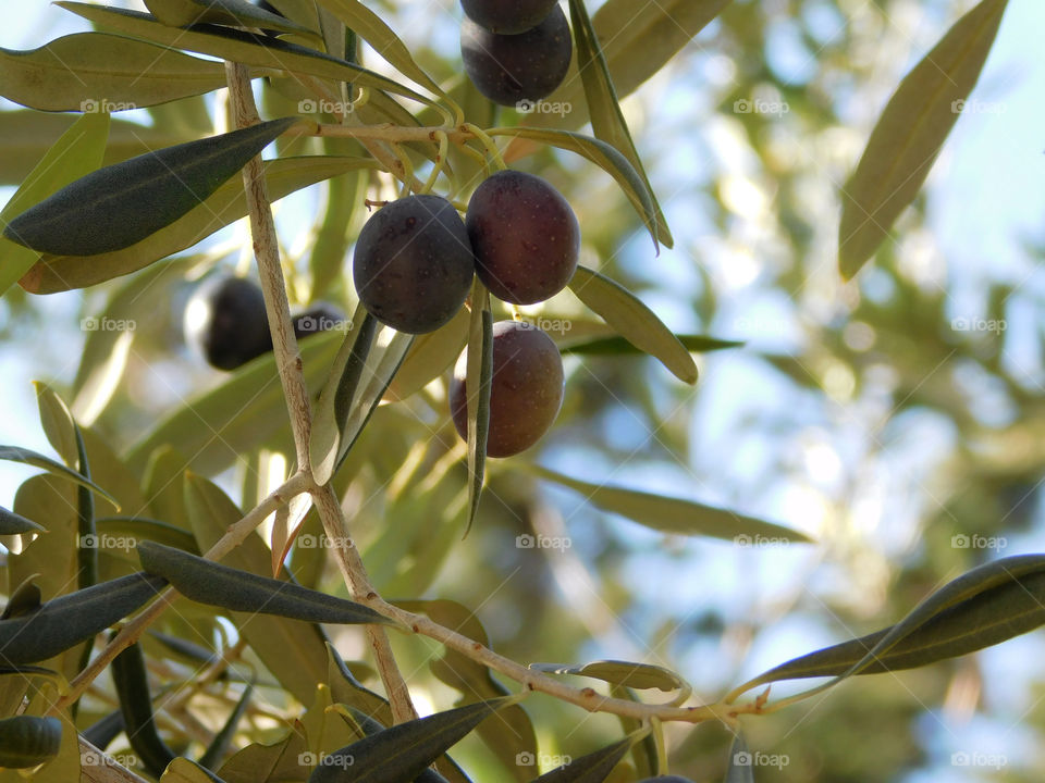 olive tree