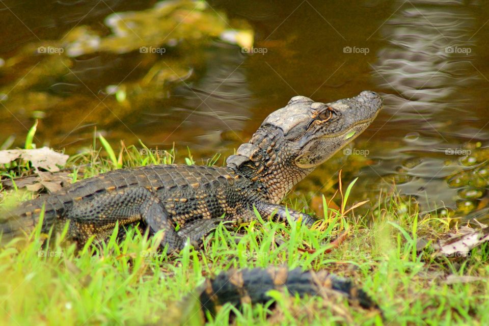 Baby alligator on grass