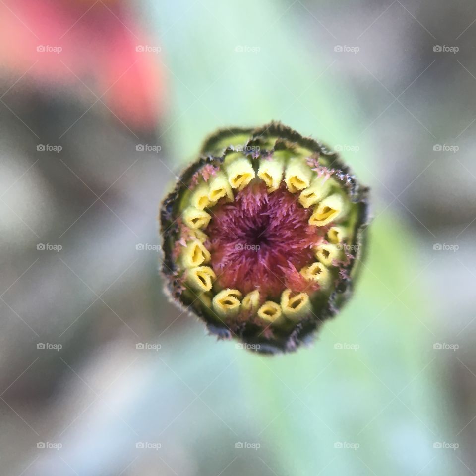 Zinnia bud