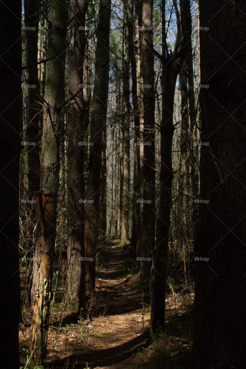 trail in the woods. a path way throw the trees