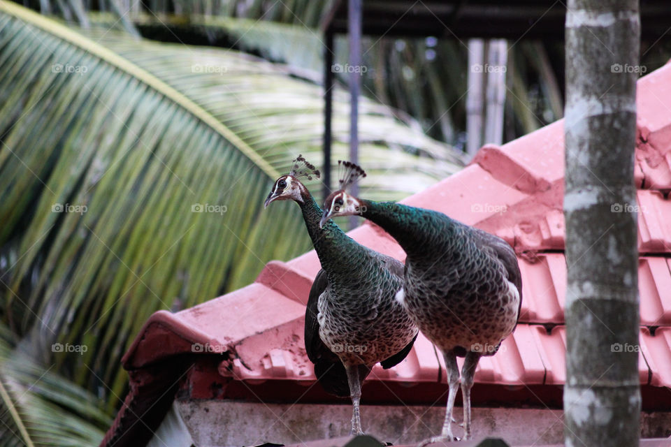 Perfect View to capture