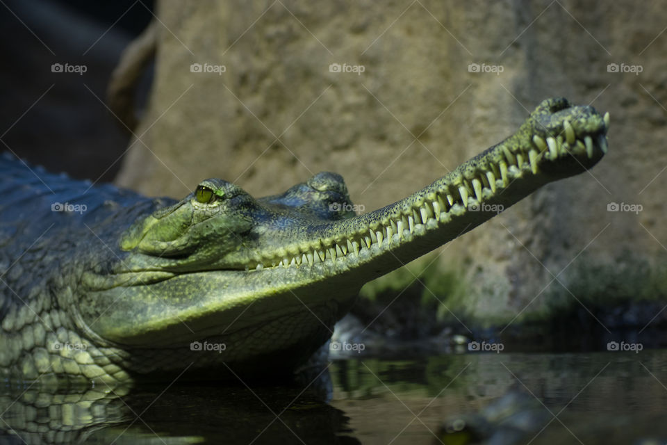 Very long toothy jaws of a green crocodile.  Unkind look.