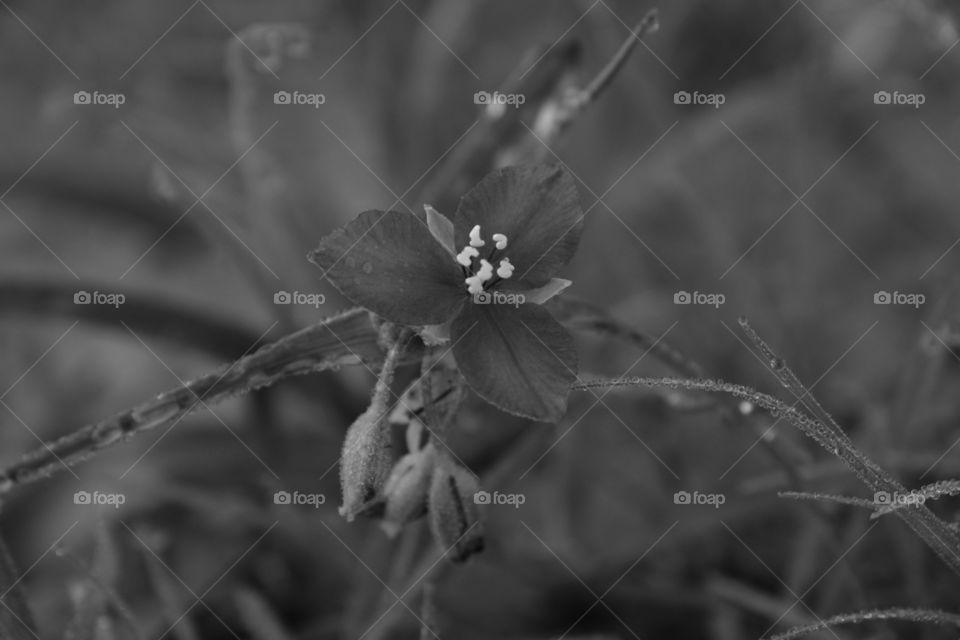 Simple Wildflowers 