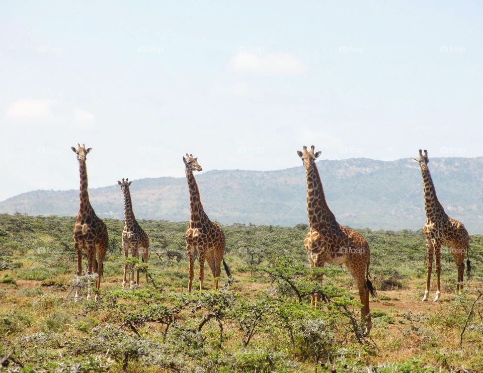 Curious giraffes . Giraffes close to Masai Mara in Kenya