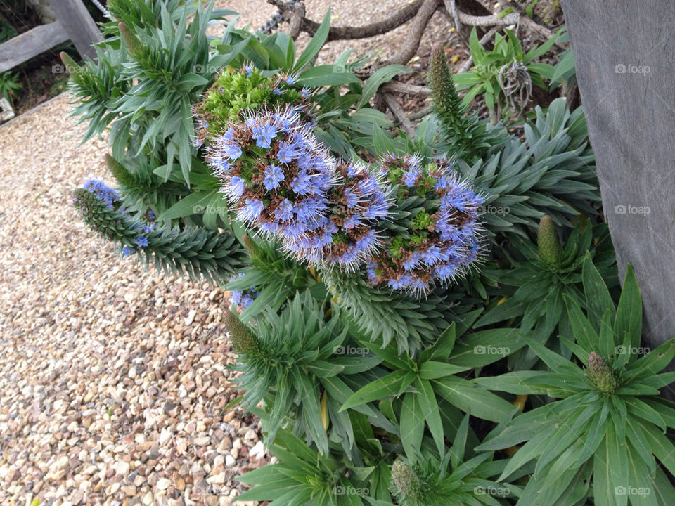 nature flower lilac pebbles by splicanka