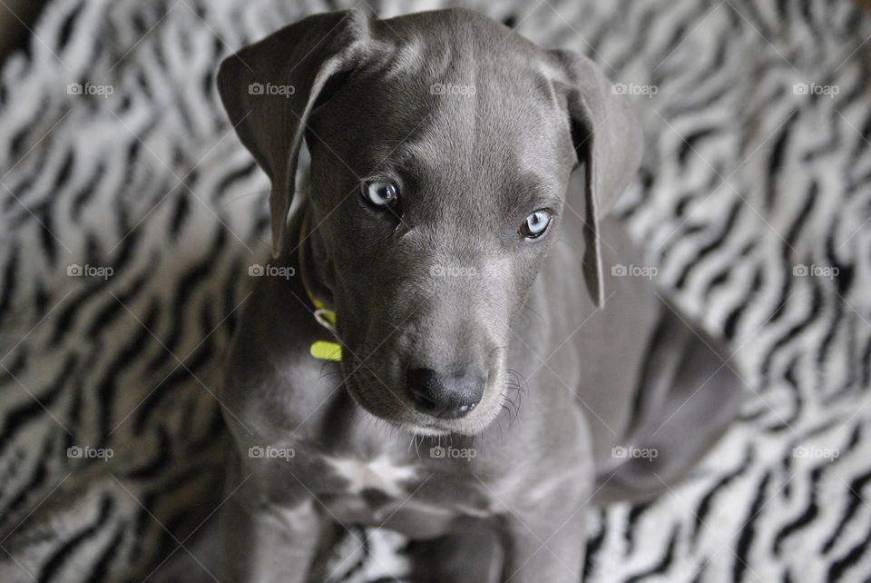 Picture of my Great Dane Puppy. 