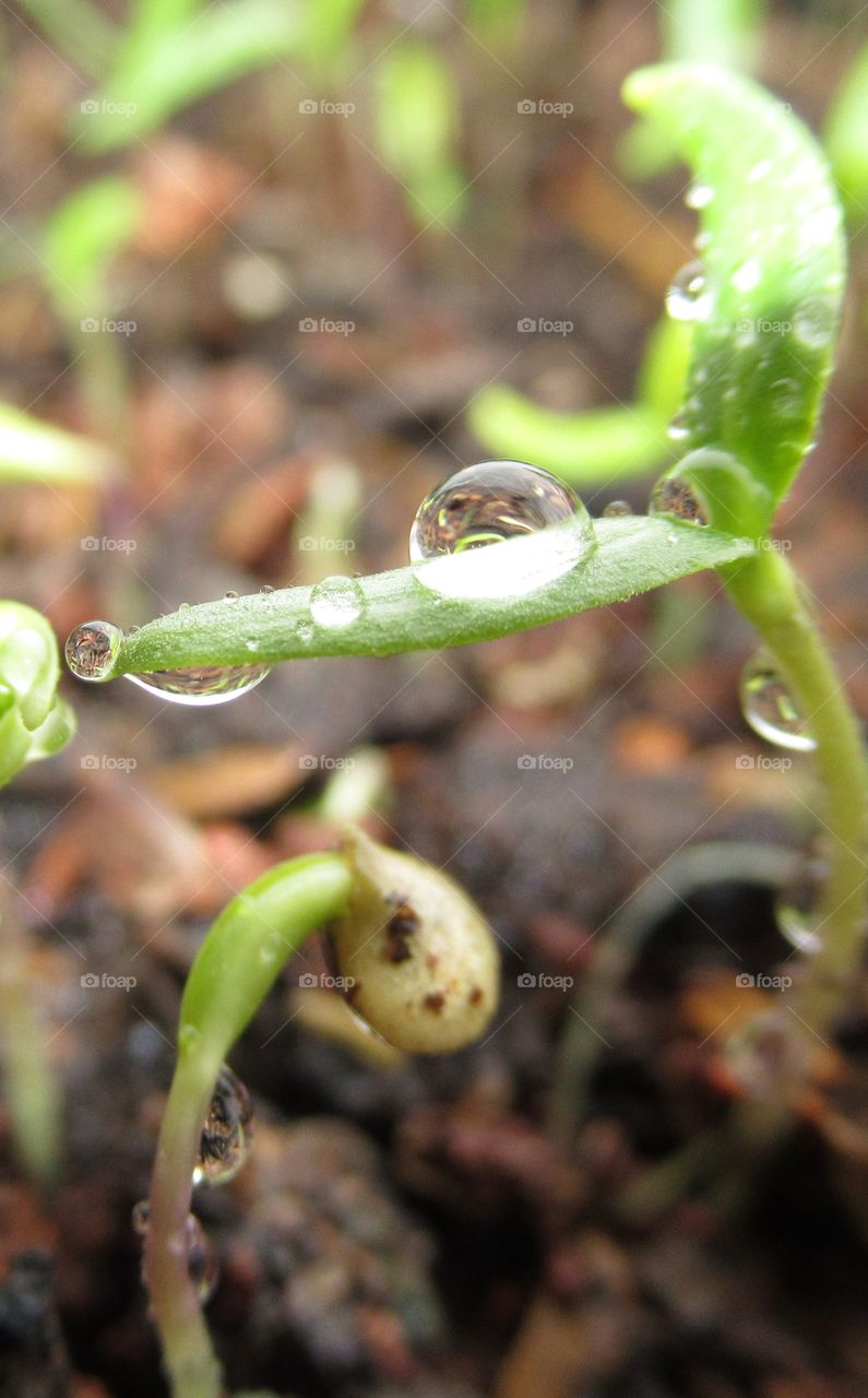 A macro sprout of pepper with water drops