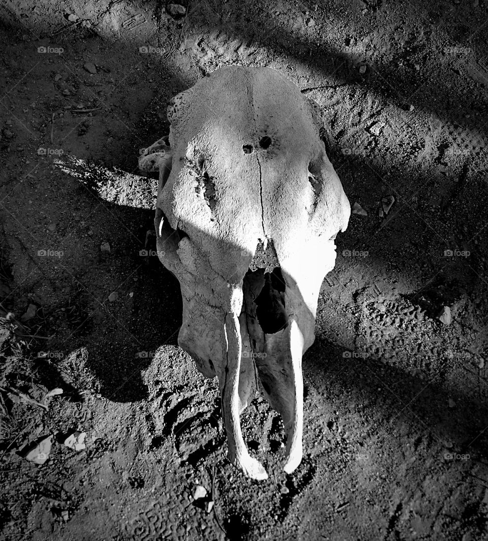 Black and White Cattle Skull. Bottle Tree Ranch on Route 66