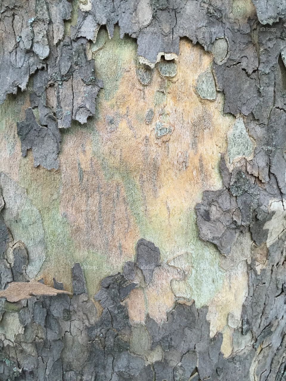 Sycamore Bark