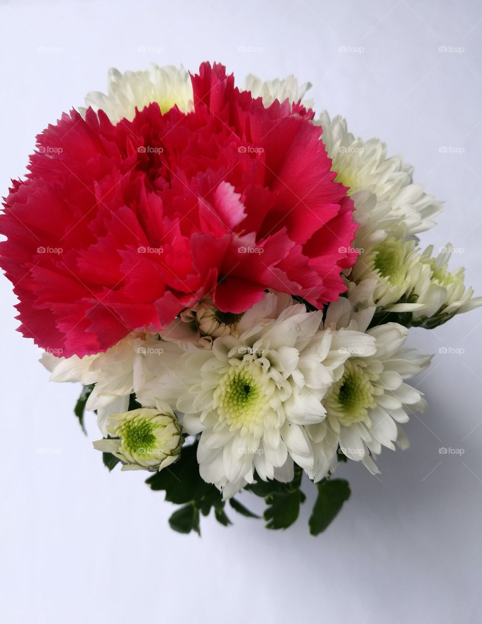 red carnation and chrysanthemum flowers on white background