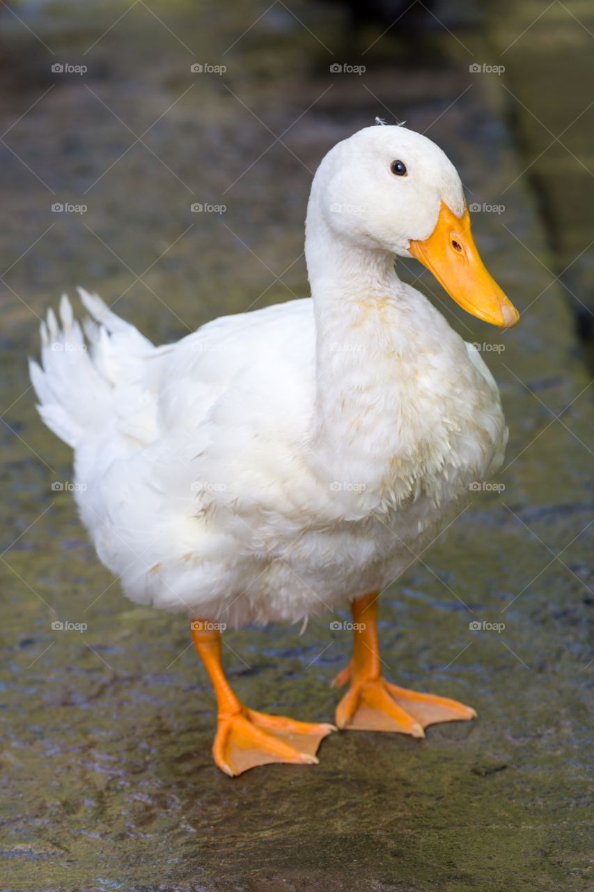 Duck posing for camera. White duck standing on a wet stone and looks to the camera. Back ground out of focus