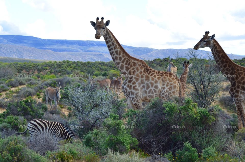 Safari in South Africa