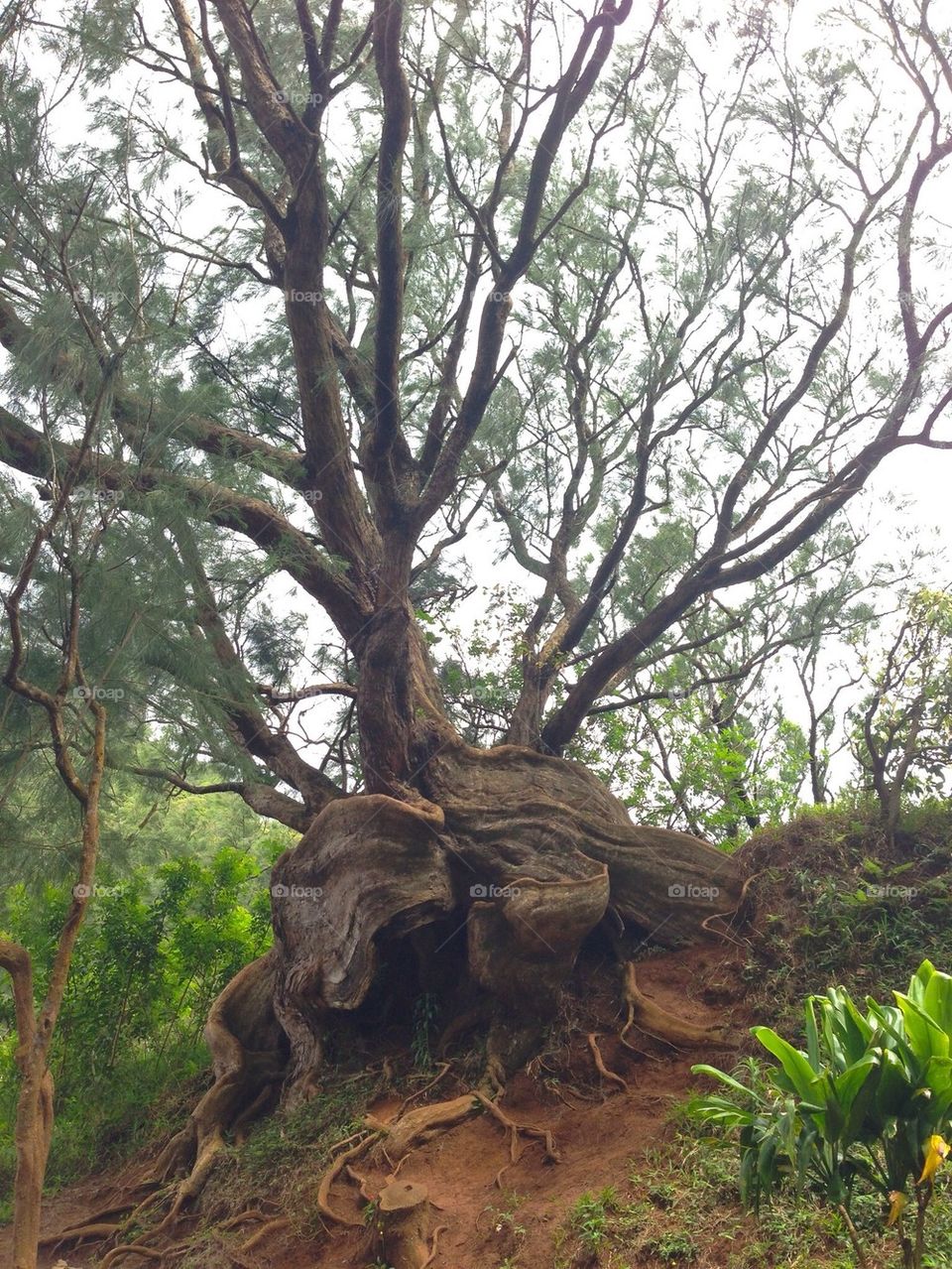 Giant Roots