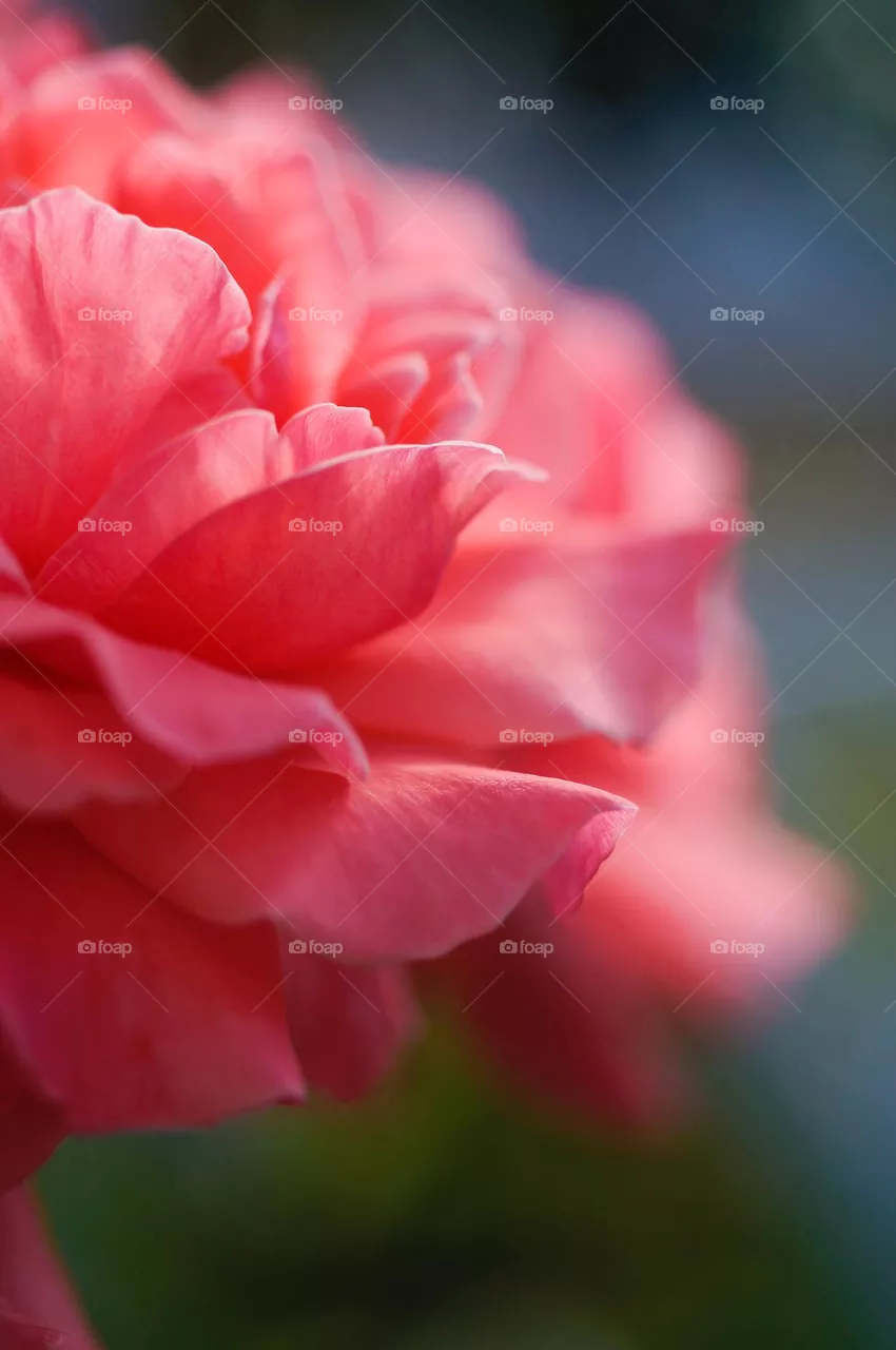 Pink coral rose blooming petals close up